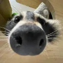 raccoon