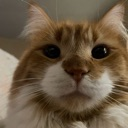 :catstare: