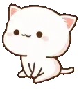 Aishiru_white_cute_cat_look