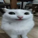 meo