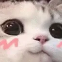 cute_cat