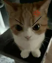 Mischievousglare
