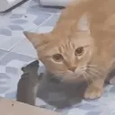 Whispers