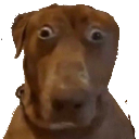 :dogahhh: