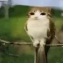 meowl