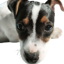 sir_lancelot Discord emoji