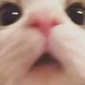 chondu