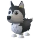 husky