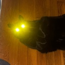 :cursedcat: