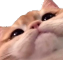 :cute_cat: