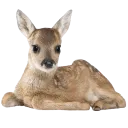 :1Romance_deer: