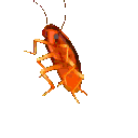 cockroach