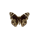:emoji_12:
