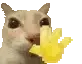 CatWave
