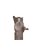 Cat_dance