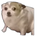 doggie