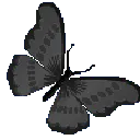 i_greybutterfly