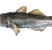fishpog