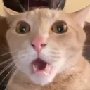 flabbergastedmeow