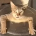 Aha