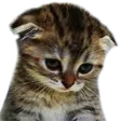 :catsadd: