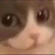 :catheuw: