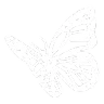 f23_butterfly