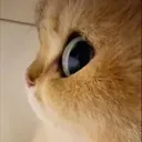 sideye