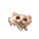 scaredycat