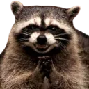 racoon