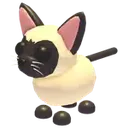 siamese_cat