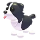 border_collie