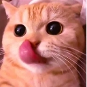 emoji_1 Discord Emoji - Snowbunny Lex Captions