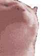 <a:hypercatvibe:1523230727922257920>
