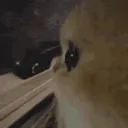 yaoyao_stare