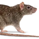 rat