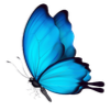 :Butterfly_blue: