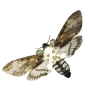mariposa