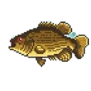Goliathgrouper