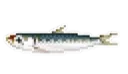 Minnow