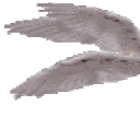 seraphimleftwing