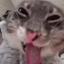 cat_happy