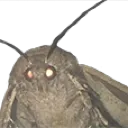 Cryptid_Moth