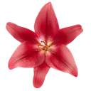 :4_flower: