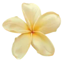 :6_flower: