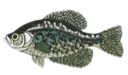 Blackcrappie