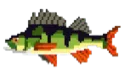 Yellowperch
