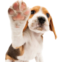 :dogpaw: