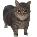 Cattune Discord emoji