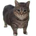 A tabby cat with large, wide eyes looking directly at the camera with a confused expression.